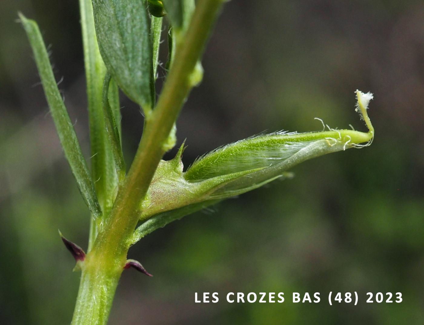 Vetch, Yellow fruit